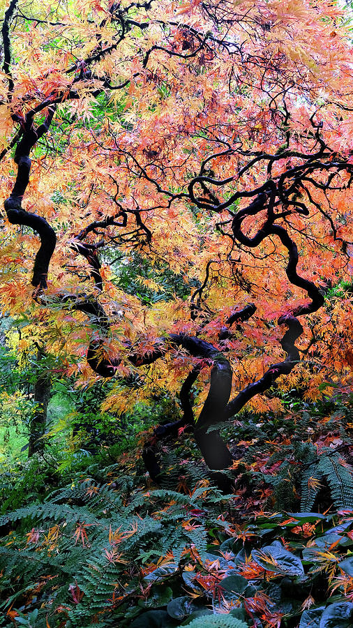 Fall Lace Leaf Maple Photograph