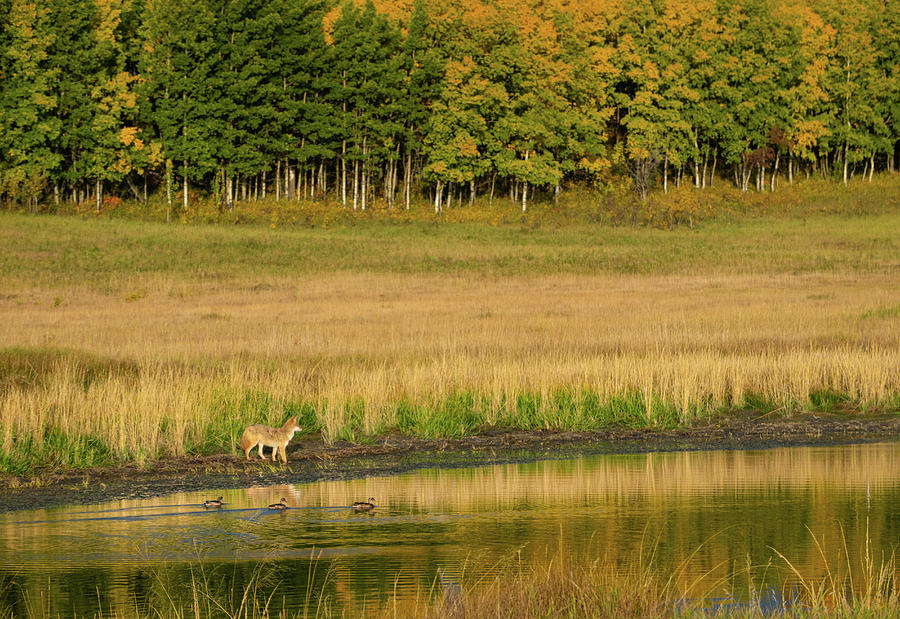 Fall Photograph - Fall Landscape With Coyote by Phil And Karen Rispin