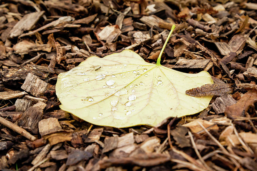 Fall Leaf After Rain Photograph