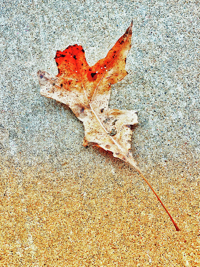 Fall Leaf Photograph by Debra Martz
