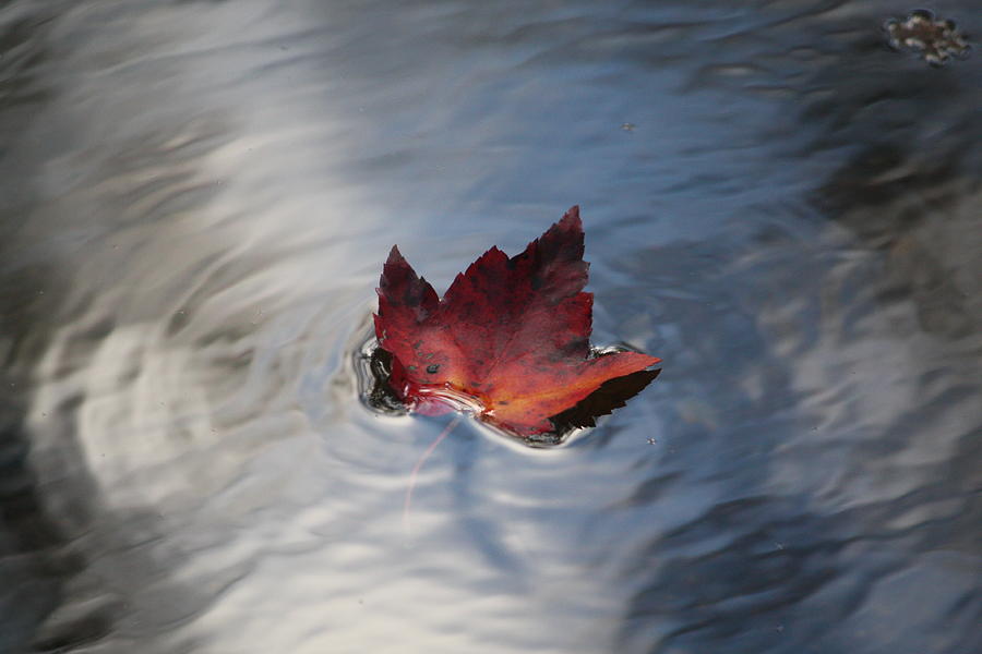 Fall Leaf Floating Photograph by Denise Kopko