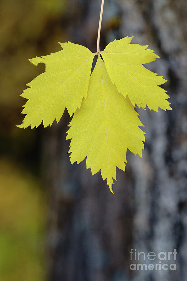 Fall Leaf Photograph by Maresa Pryor-Luzier