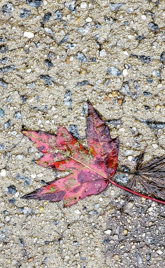 Fall Leaf on Sidewalk  Photograph by Kathy Barney