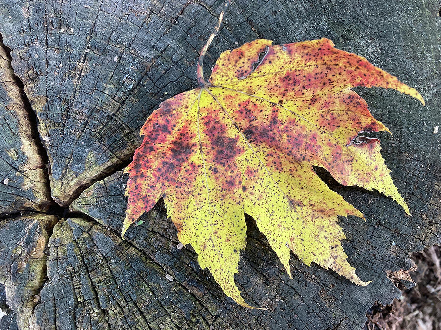 Tree Stump Photograph - Fall Leaf on Stump 100923 by Mary Bedy