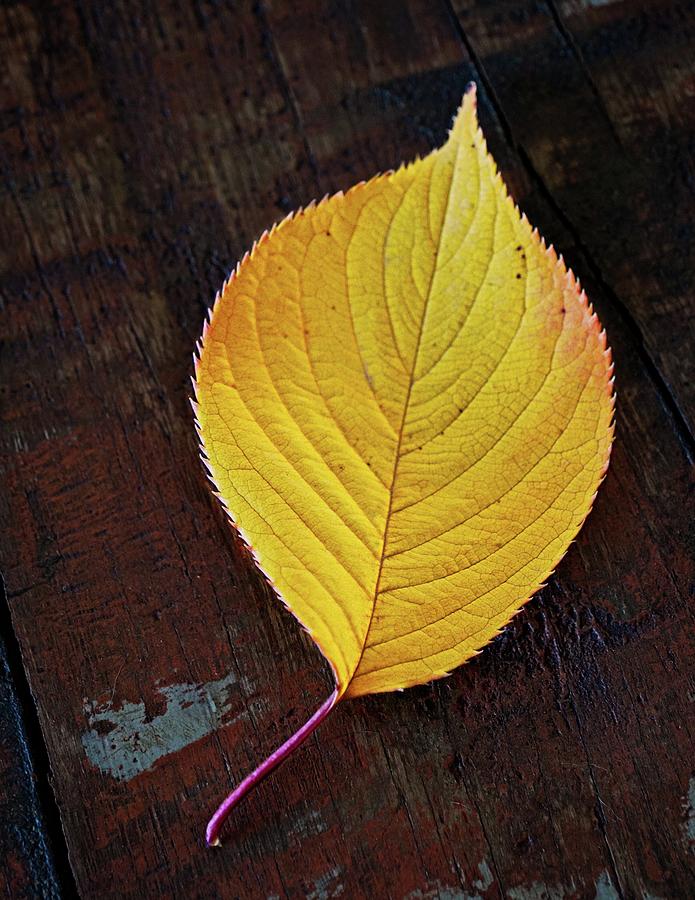 Fall Leaf on Table Photograph by John Hansen