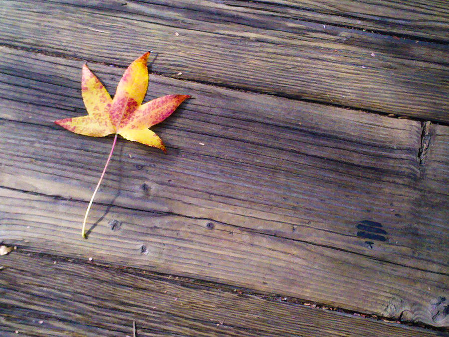 Fall Leaf On Wood Planks Photograph