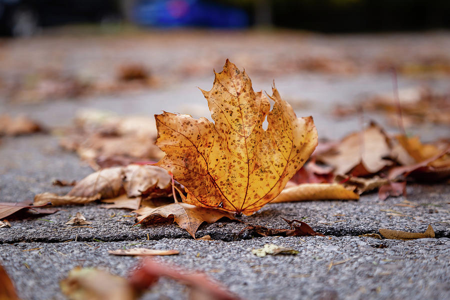 Fall leaf Photograph by SAURAVphoto Online Store