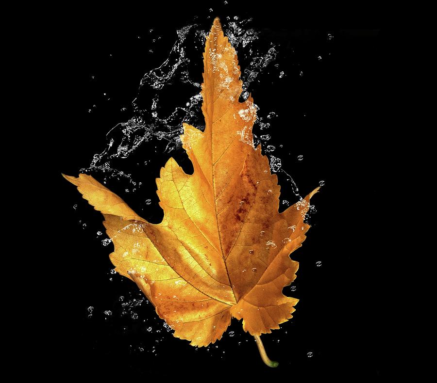 Fall Leaf Splash Photograph by Eric Wiles