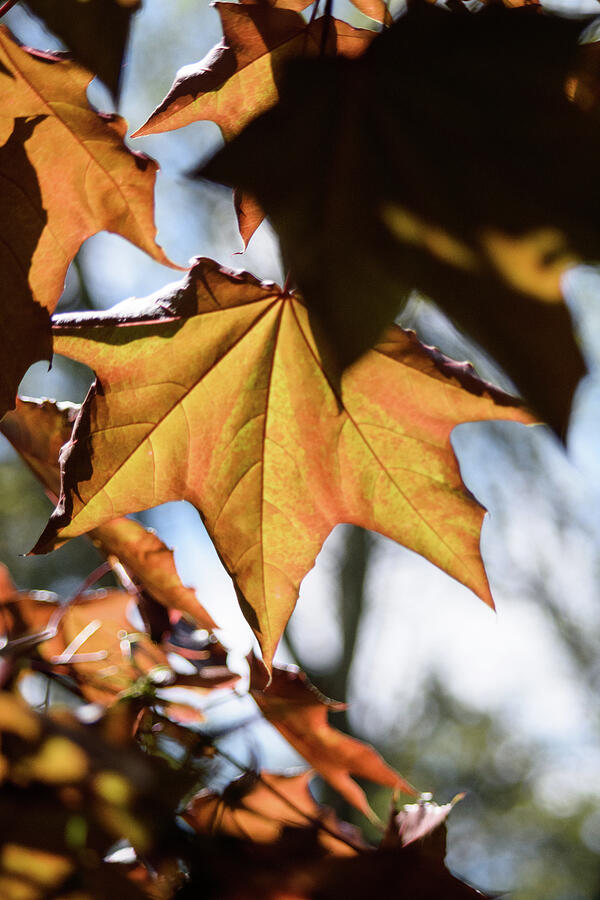 Fall leaf Photograph by Thierry Lach Fall leaf Photograph by Thierry Lach