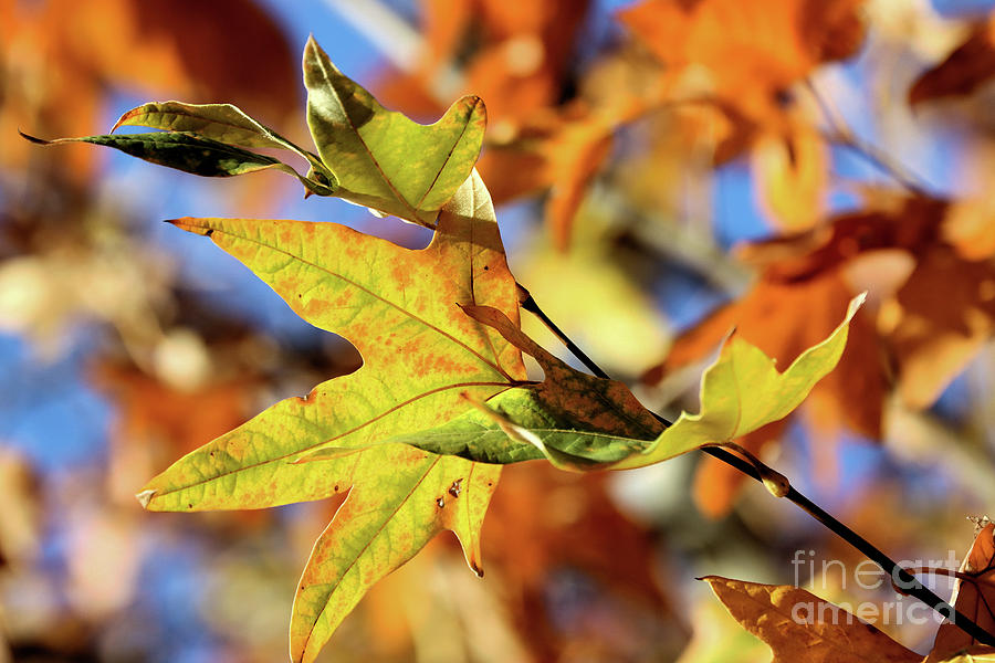 Fall Leaf Photograph by Vivian Krug Cotton