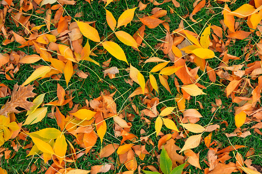 Fall leafs on grass Photograph by MariuszBlach