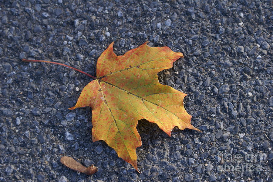 Nature Meets Pavement Photograph by Darcy Leigh
