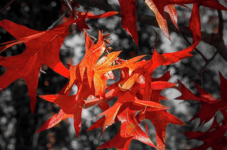 Fall Leaves-1 Photograph by John Kirkland