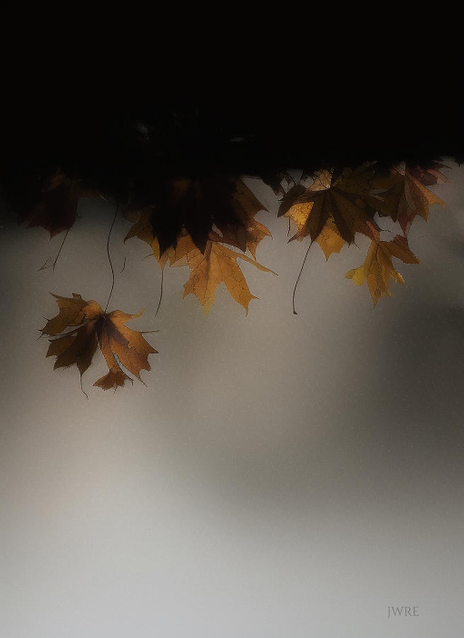 Fall Leaves 16 Digital Art by John Emmett