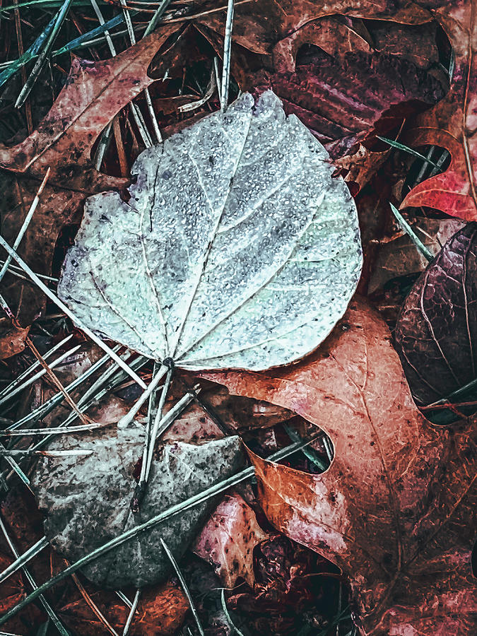 Fall Leaves #2 Photograph by Allin Sorenson