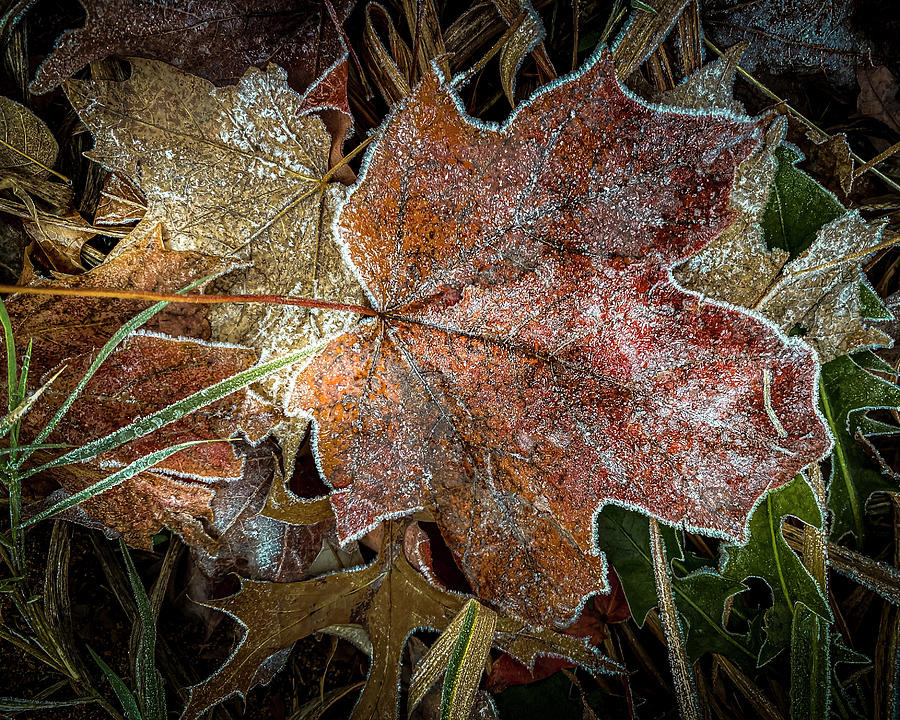 Fall Leaves #4 Photograph by Allin Sorenson