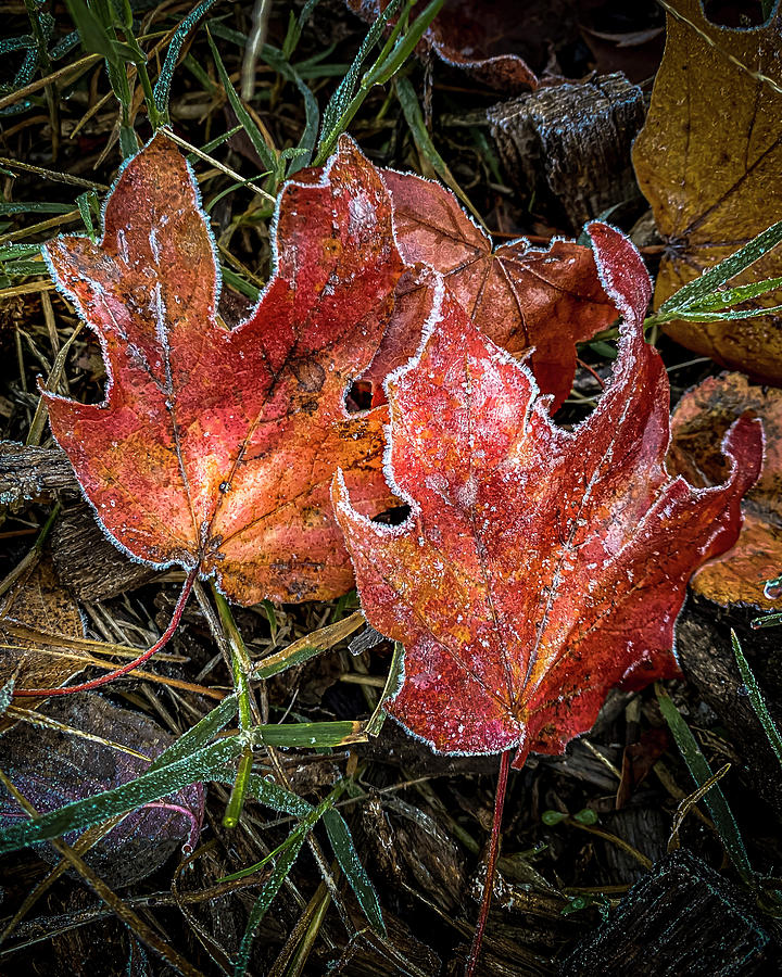Fall Leaves #5 Photograph by Allin Sorenson
