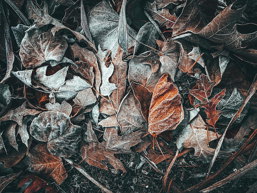 Fall Leaves Photograph by Allin Sorenson