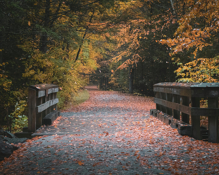 Fall Leaves along the DL Trail in Weatherly Photograph by Jason Fink