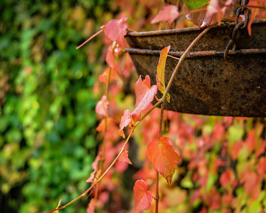 Fall Leaves and Copper Basket Photograph by Lindsay Thomson