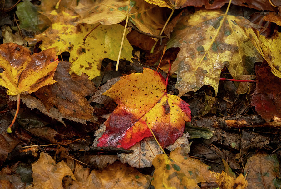 Fall Leaves Photograph by Arthur Oleary