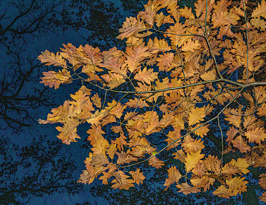 Fall Leaves at Night - Zion, Illinois Photograph by David Morehead