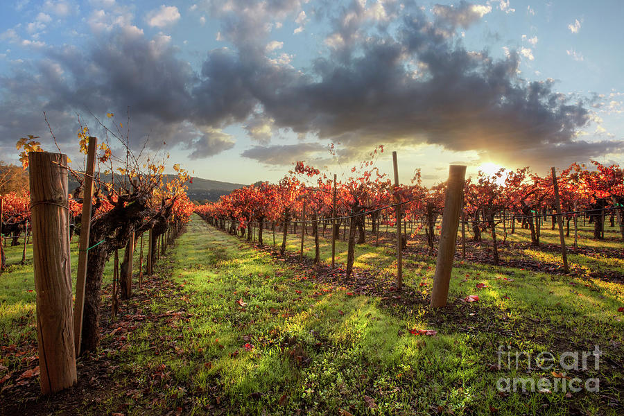 Fall Leaves at the Vineyard Photograph by Jon Neidert
