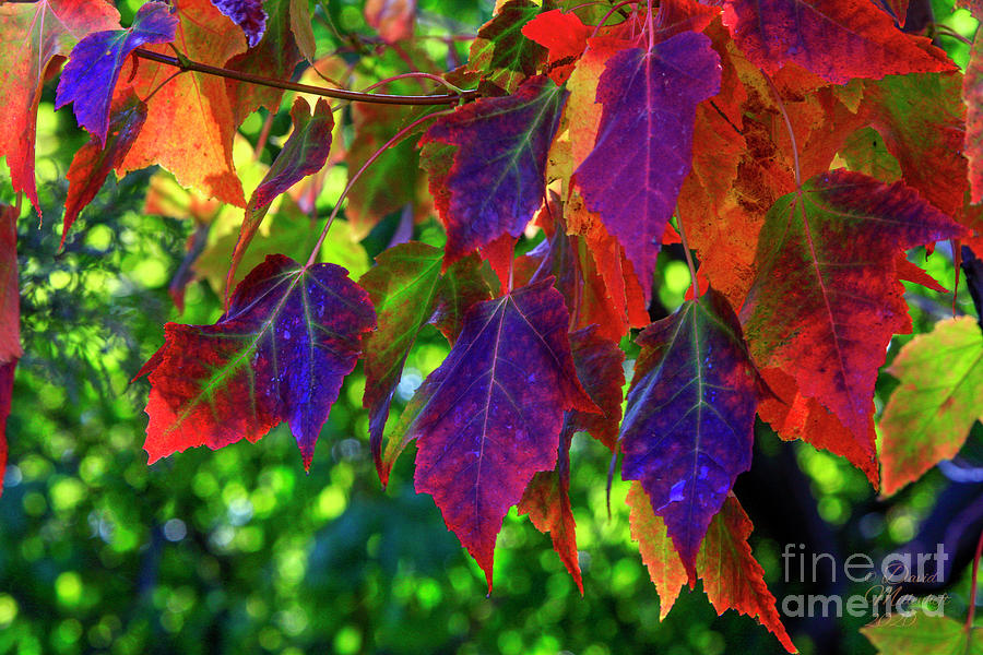 Fall Leaves, Autumn Glory, David Millenheft Art Collection,  Photograph by David Millenheft