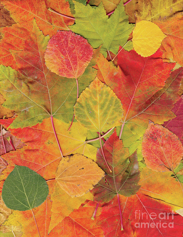 Fall Leaves, Autumn, Trees, Autumn Trees, Season, Seasons, Photograph by David Millenheft