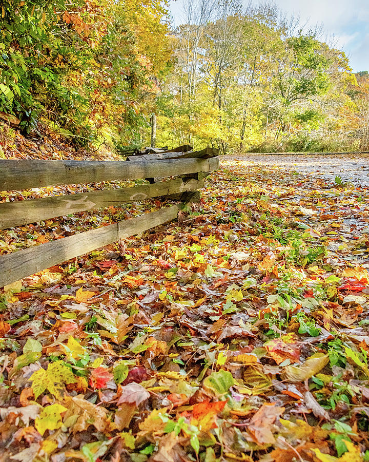 Fall - Leaves - Blue Ridge Parkway NC - 1 Photograph by John Kirkland