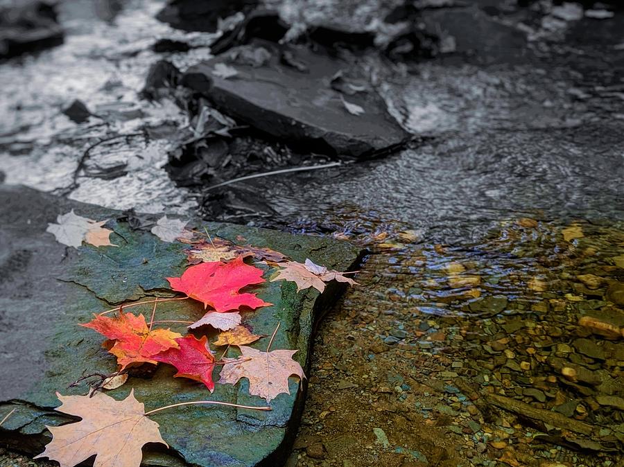 Fall Leaves Photograph by Brad Nellis