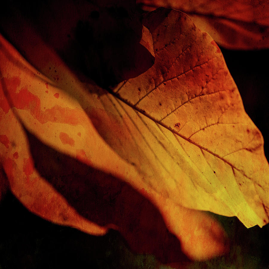 Fall Leaves Photograph by Deborah Penland