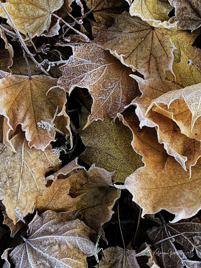 Fall Leaves - Fall Colors Photograph by Kathryn Alexander MA Fall Leaves - Fall Colors Photograph by Kathryn Alexander MA