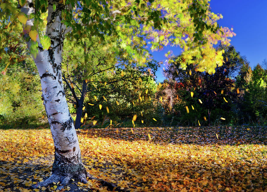 Fall - leaves falling off a birch tree in morning sunlight Photograph by Peter Herman