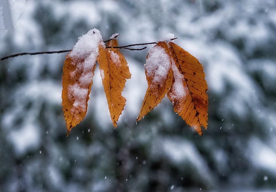 Fall Leaves in Snow Photograph by Steven Ralser