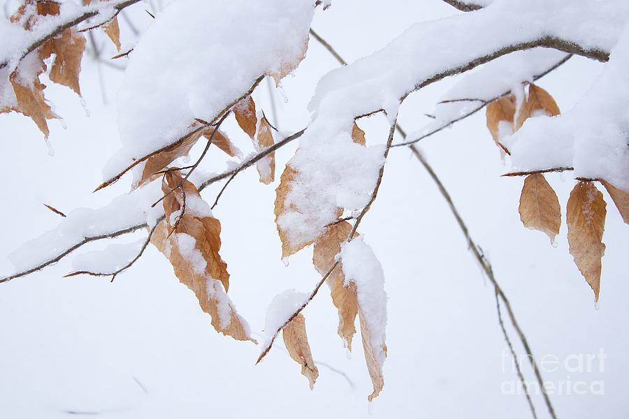 Fall leaves in the snow Photograph by Yvonne M Smith
