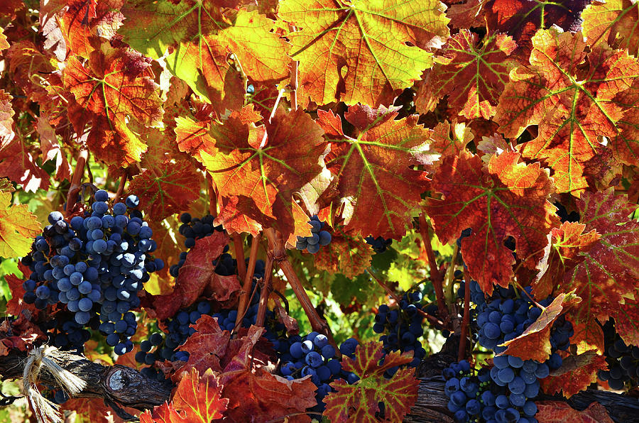 Fall Leaves in the Vineyards  Photograph by Marilyn MacCrakin