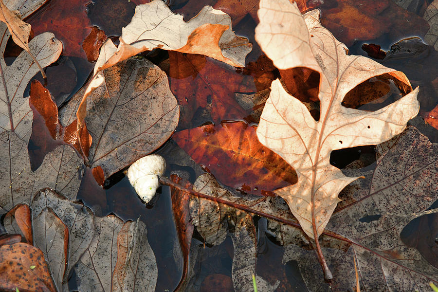 Fall Leaves In Water Photograph