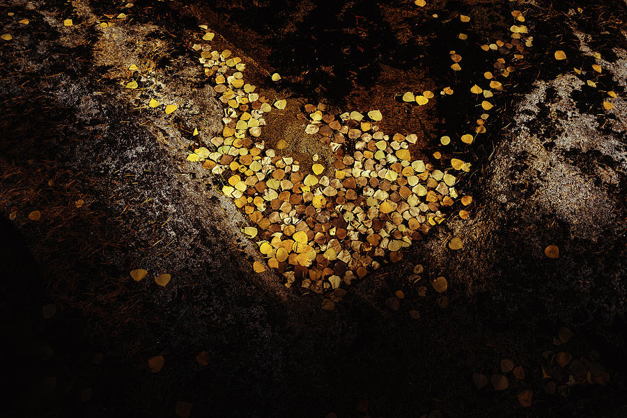 Fall Photograph - Fall Leaves In Yosemite by Julius Thomas Fall Photograph - Fall Leaves In Yosemite by Julius Thomas