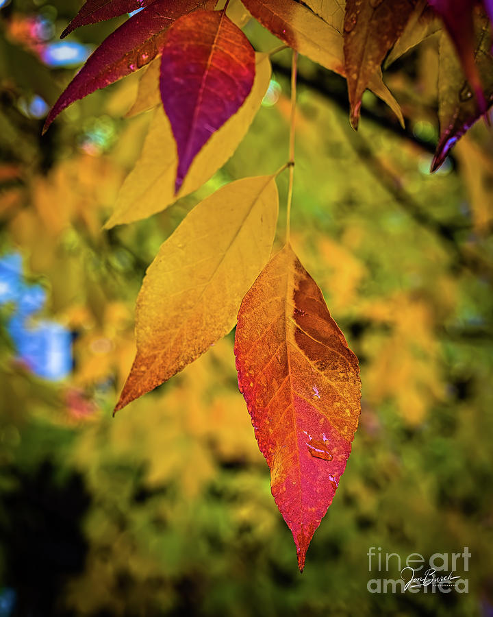 Fall Leaves Photograph by Jon Burch Photography