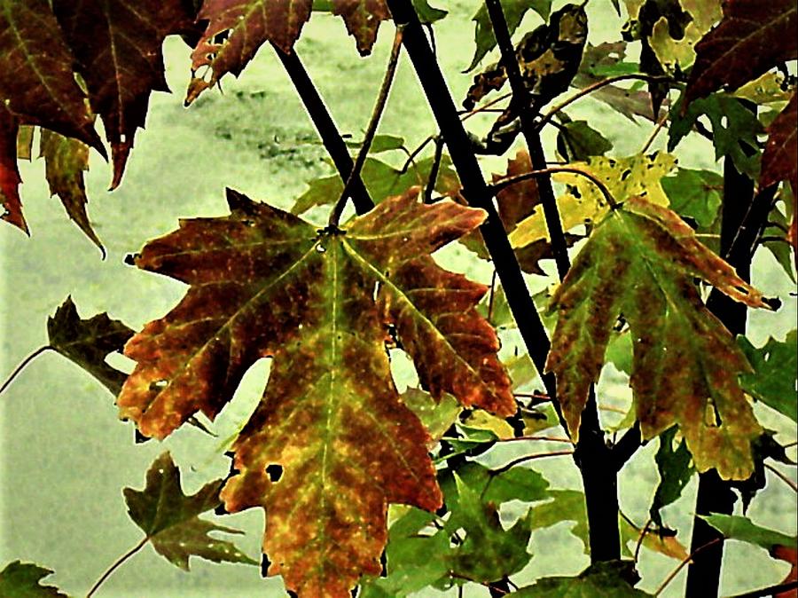 Fall Photograph - Fall Leaves by Julie Grace