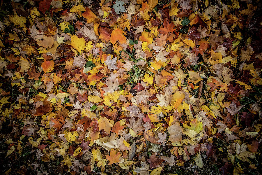 Fall Leaves Photograph by Kim Sowa