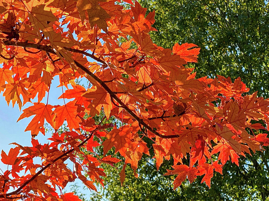 Fall Leaves Photograph by Minnie Gallman