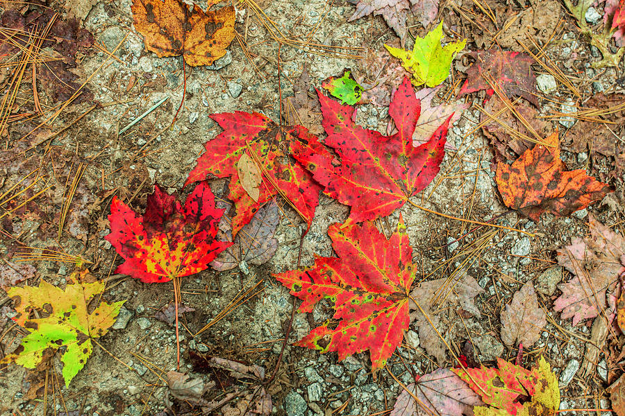 Fall Leaves, North Carolina Photograph by Garth Steger Fine Art America