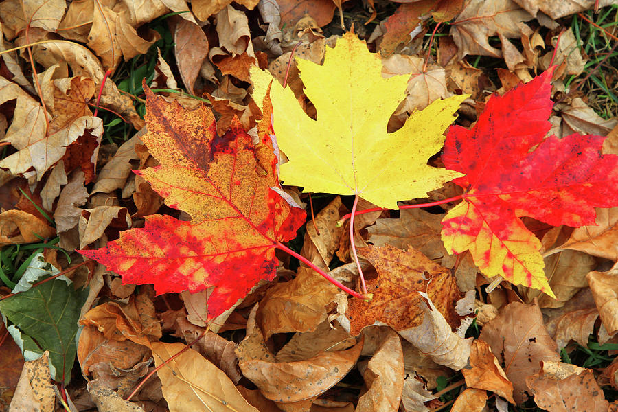 fall-leaves-on-ground-photograph-by-nadine-mot-mitchell-pixels