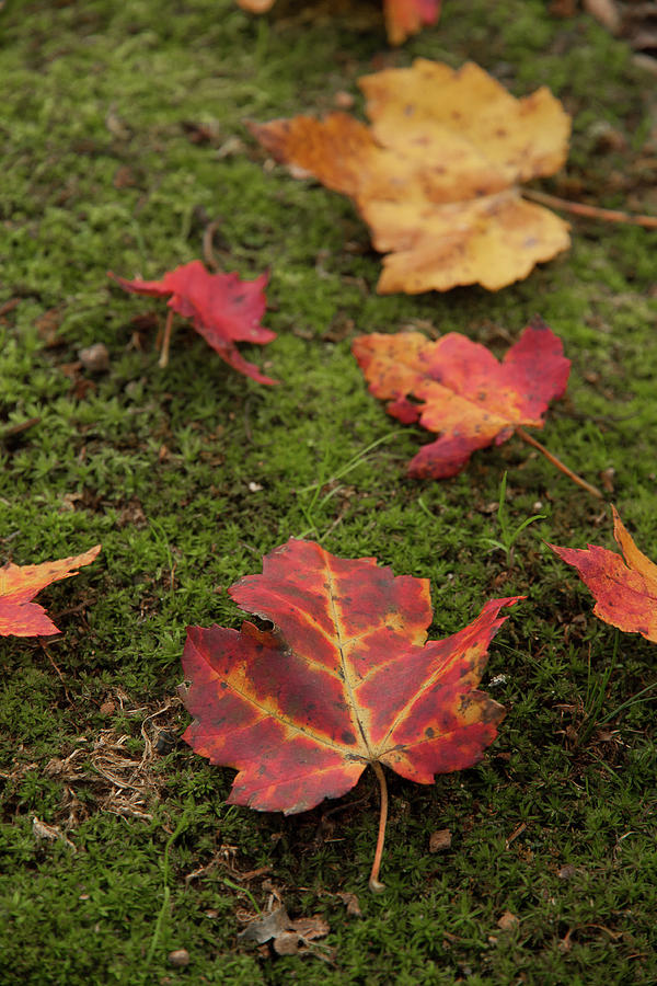 Fall Leaves on Moss Photograph by Denise Kopko