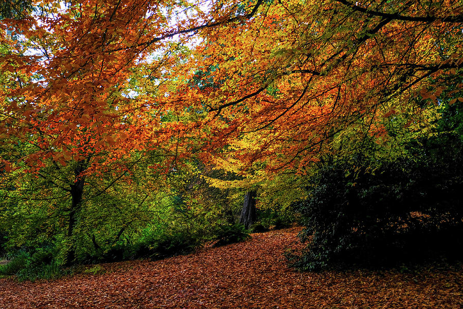Fall Leaves, Portland, Oregon Photograph by Teresa Herlinger