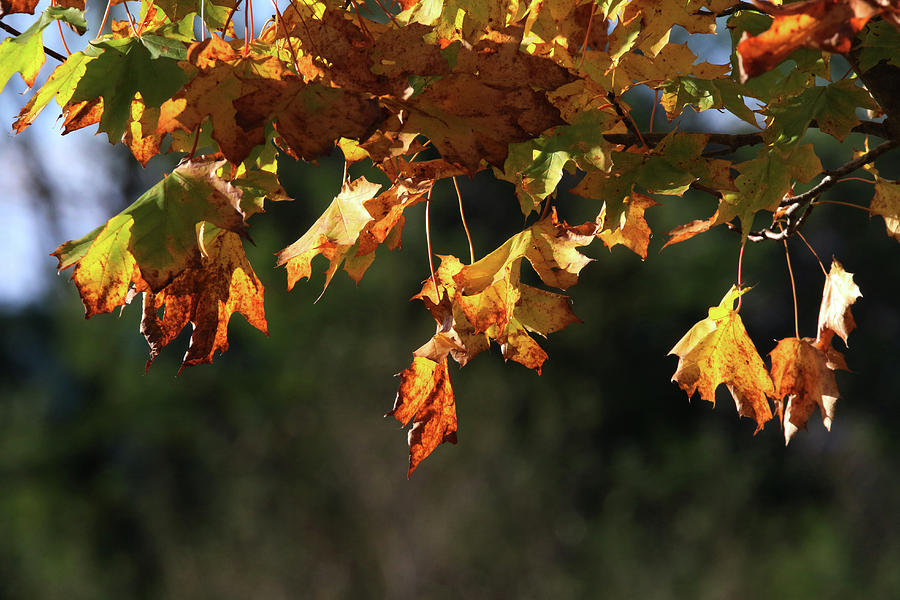 Fall Leaves Stony Brook New York Photograph by Bob Savage