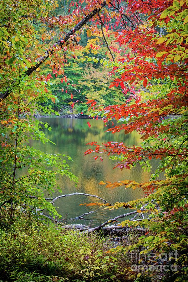 Fall Leaves - Strahl Lake - Brown County - Indiana  Photograph by Gary Whitton