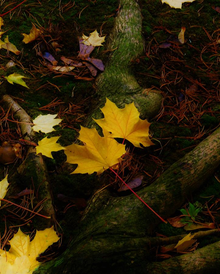 - Fall Leaves Photograph by THERESA Nye